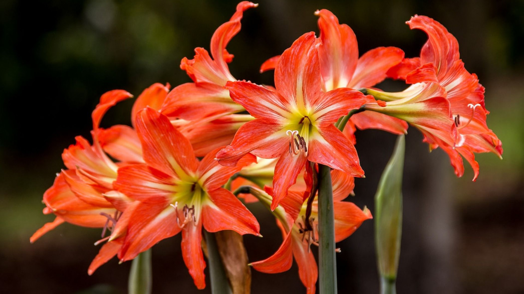 Kwitnienie hippeastrum fot. sandid - Pixabay