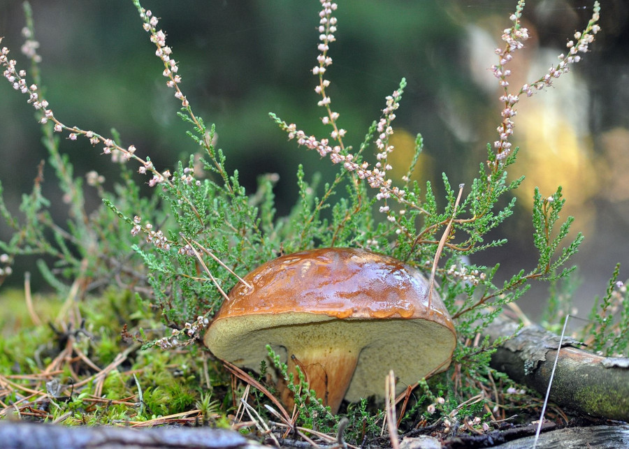 Uprawa grzybów w ogrodzie fot. Artur Pawlak - Pixabay