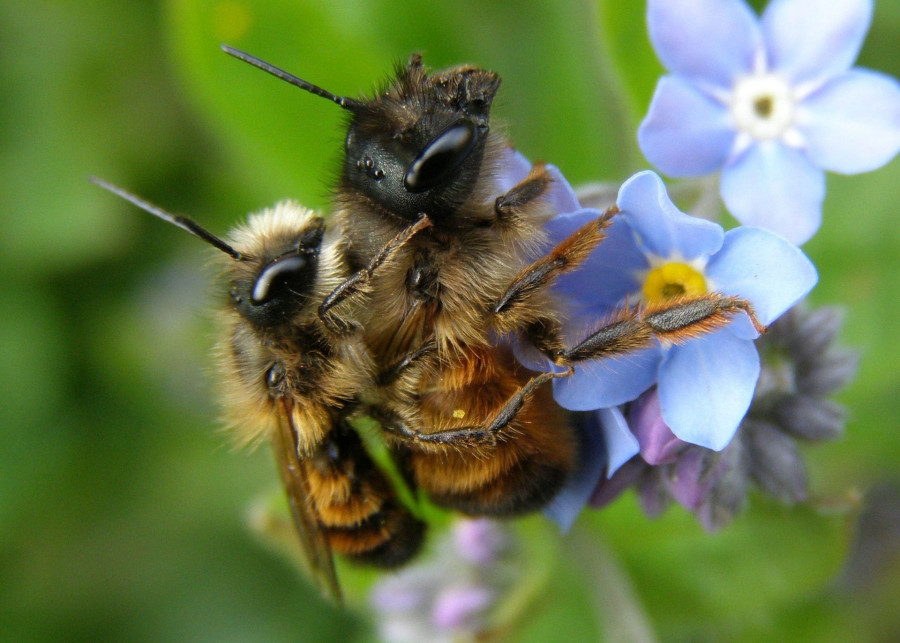 jak zwabić pszczoły do ogrodu fot. sternbea - Pixabay