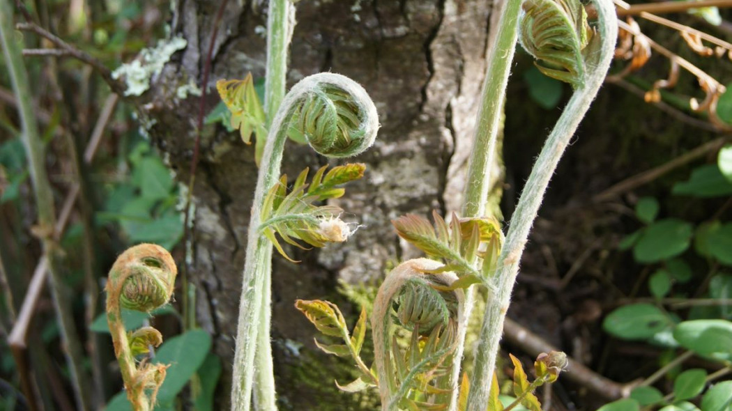 Dlugosz krolewski Osmunda regalis - rozwijajace sie liscie