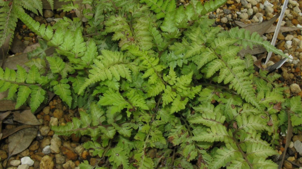 Wietlica japonska Athyrium niponicum metallicum, KENPEI (CC BY-SA 3.0) - Wikimedia