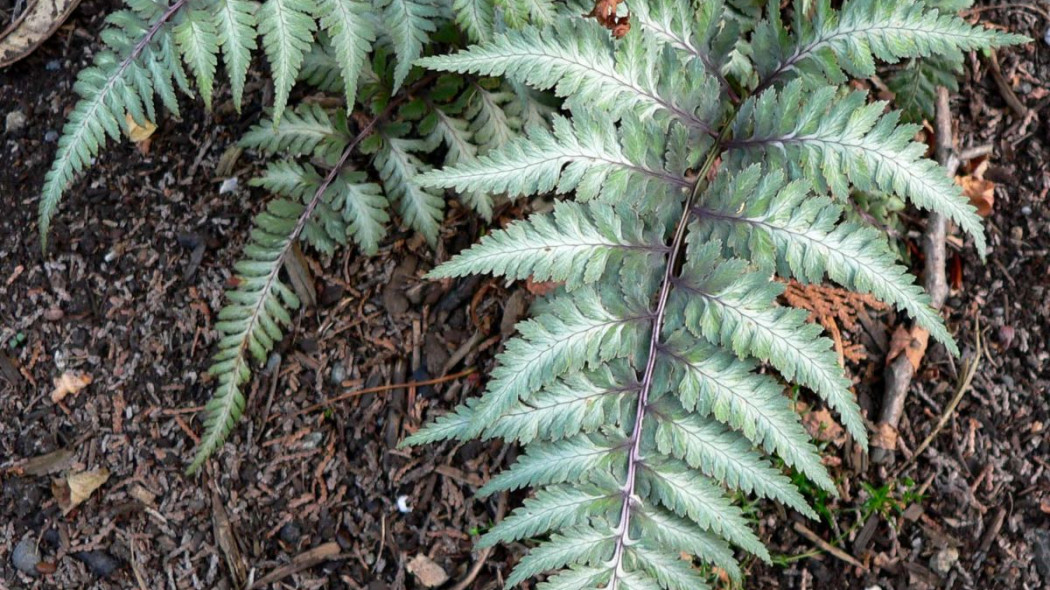 Athyrium niponicum pictum, fot. Stan Shebs (CC BY-SA 3.0) - Wikimedia