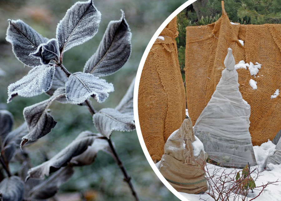 Materiały do ochrony roślin przed zimnem