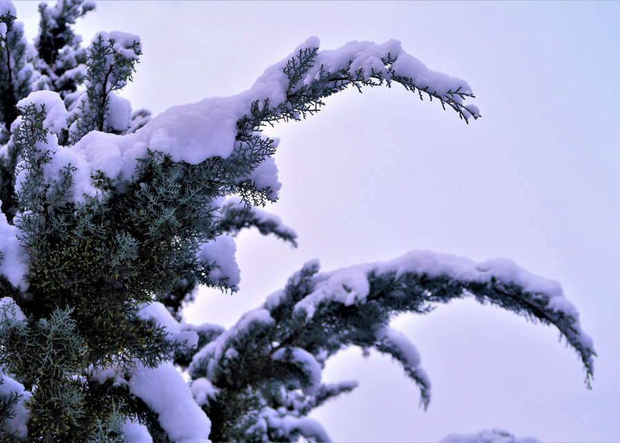 Iglaki kolumnowe zimą - jak chronić przed śniegiem fot. Konevi Pixabay