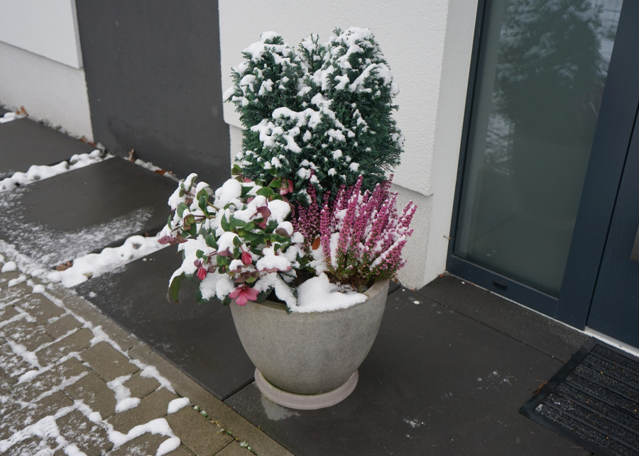 Rośliny zimozielone na balkon fot. cristaldream - Depositphotos
