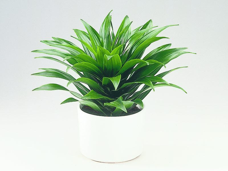 Dracena