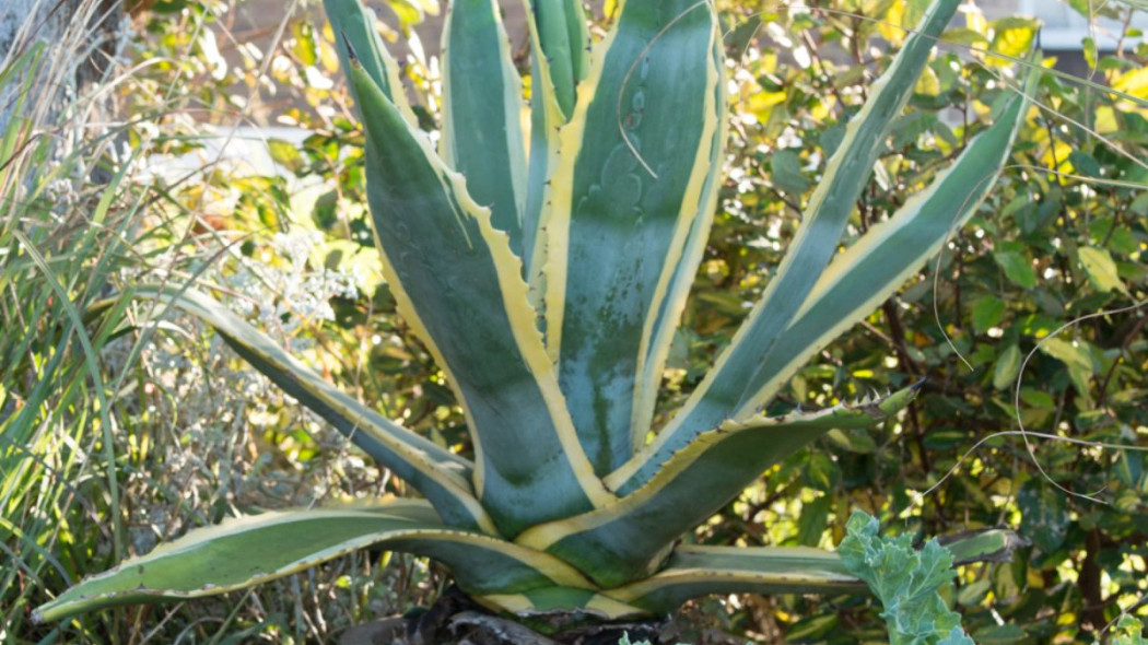 Agawa marginata, fot. iVerde