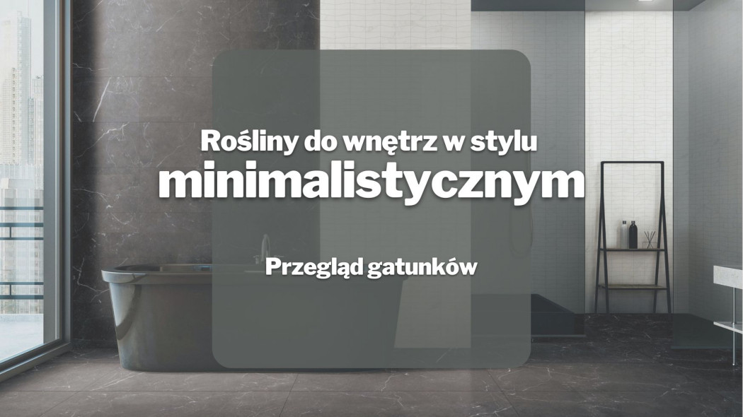 Rosliny do wnetrz w stylu minimalistycznym