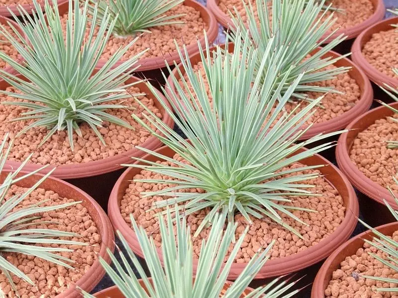 Agave stricta 'Nana' (fot. Sylwia Hennek)