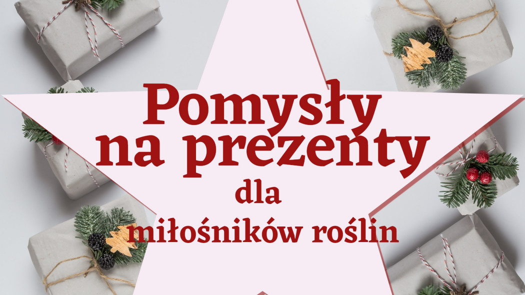 Pomysły na oryginalne prezenty pod choinkę dla miłośników roślin fot. Pixabay