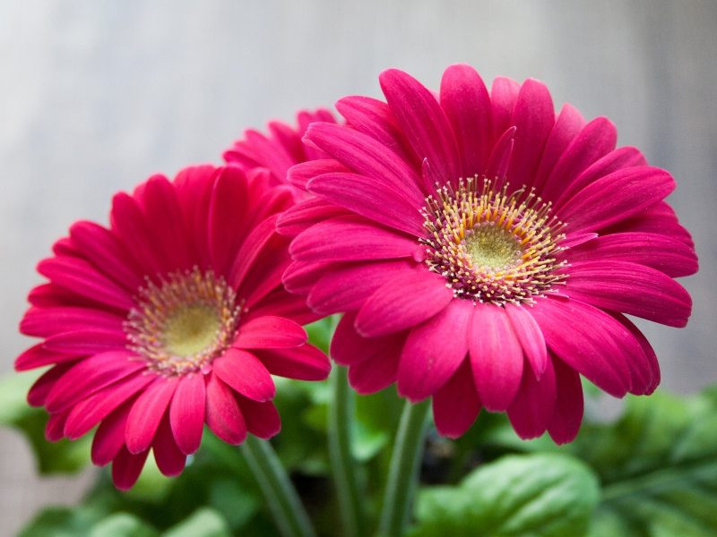 Gerbera