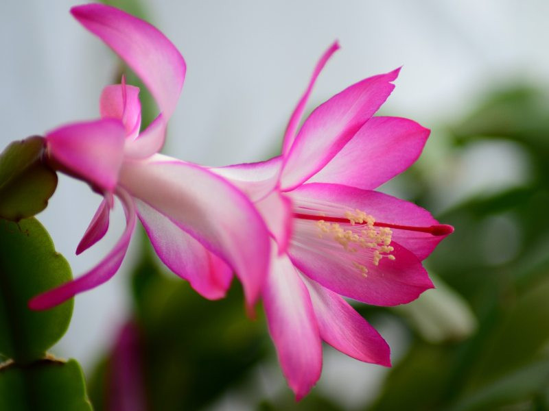 Szlumbergera