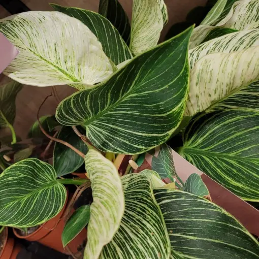 Filodendron Birkin