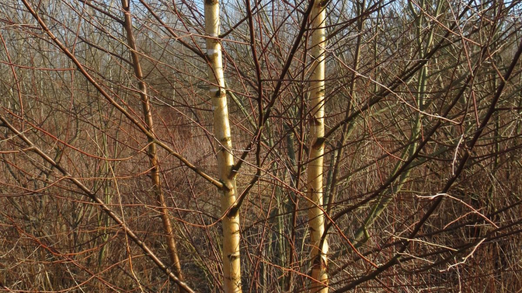 Brzoza omszona Betula pubescens