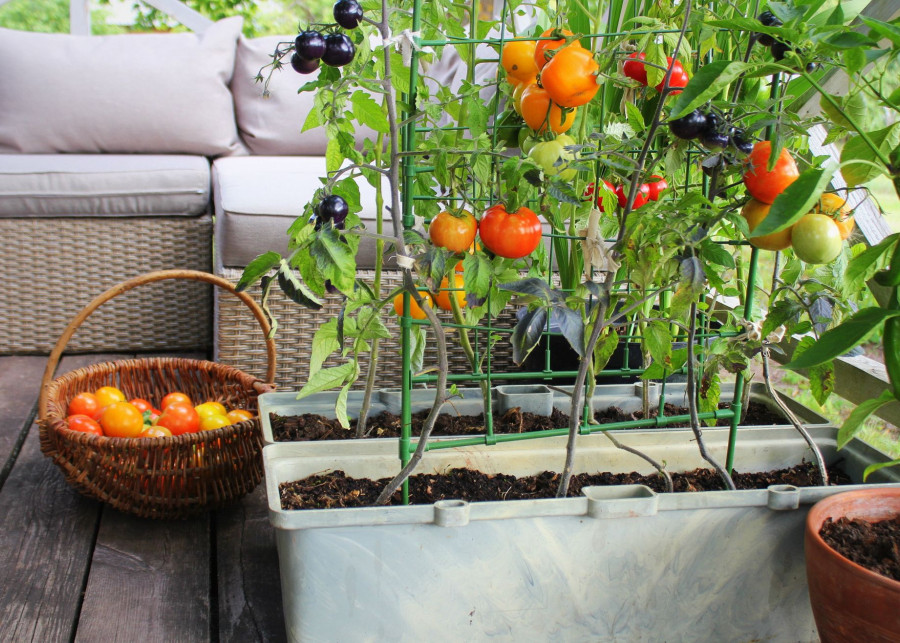 Pomidory w doniczkach na balkonie fot. vaivirga - Depositphotos