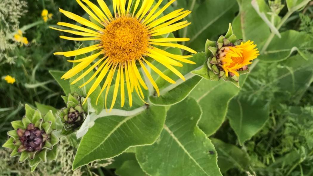 Oman wielki Inula helenium