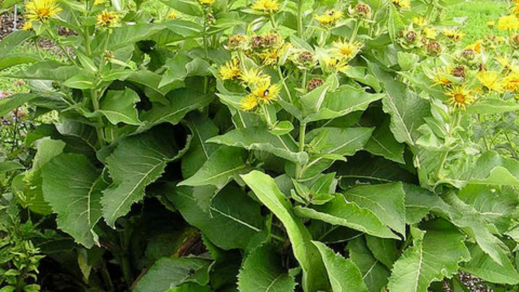 Oman wielki Inula helenium