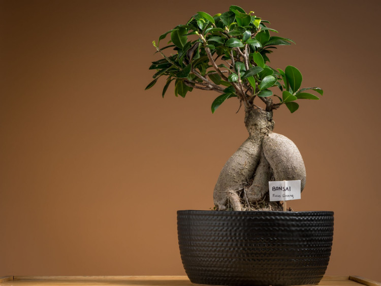 Jak dbać o drzewko bonsai Fikus tępy (ficus retusa)? Zielony Ogródek