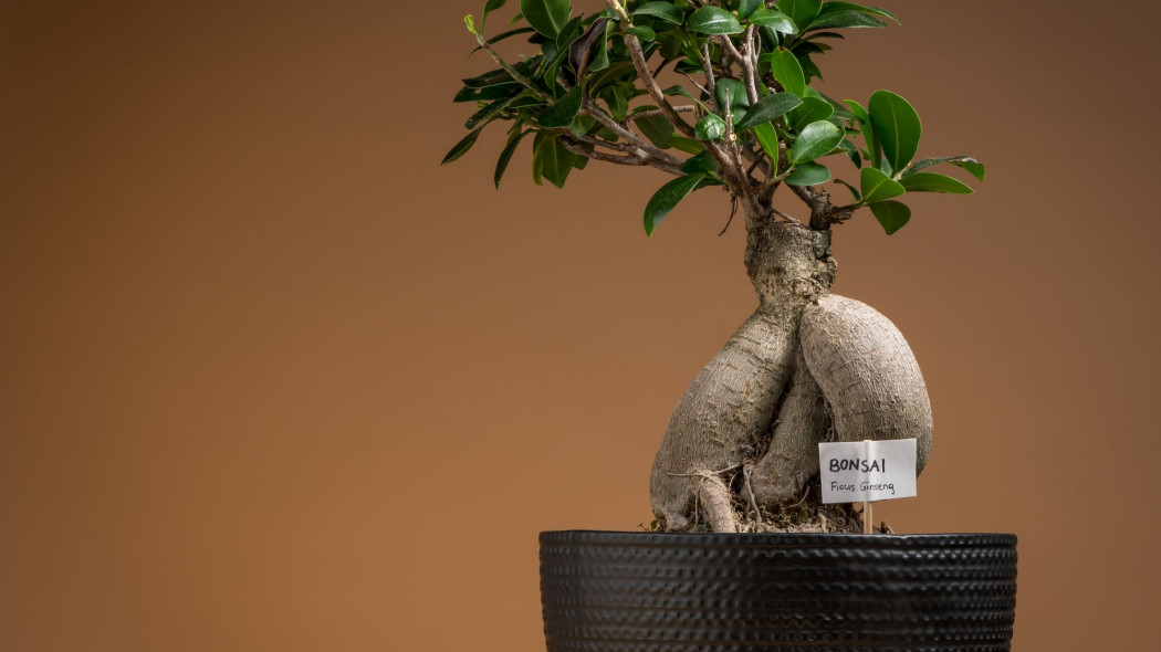 Fikus tępy bonsai fot. coboflupi - Depositphotos