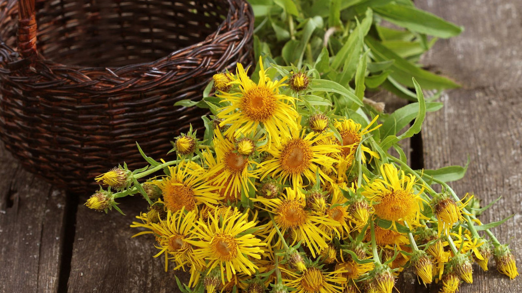 Oman wielki Inula helenium kwiaty, fot. vaivirga - Depositphotos