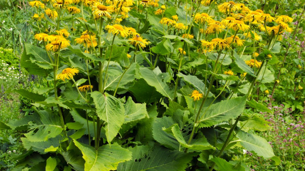 Oman wielki Inula helenium