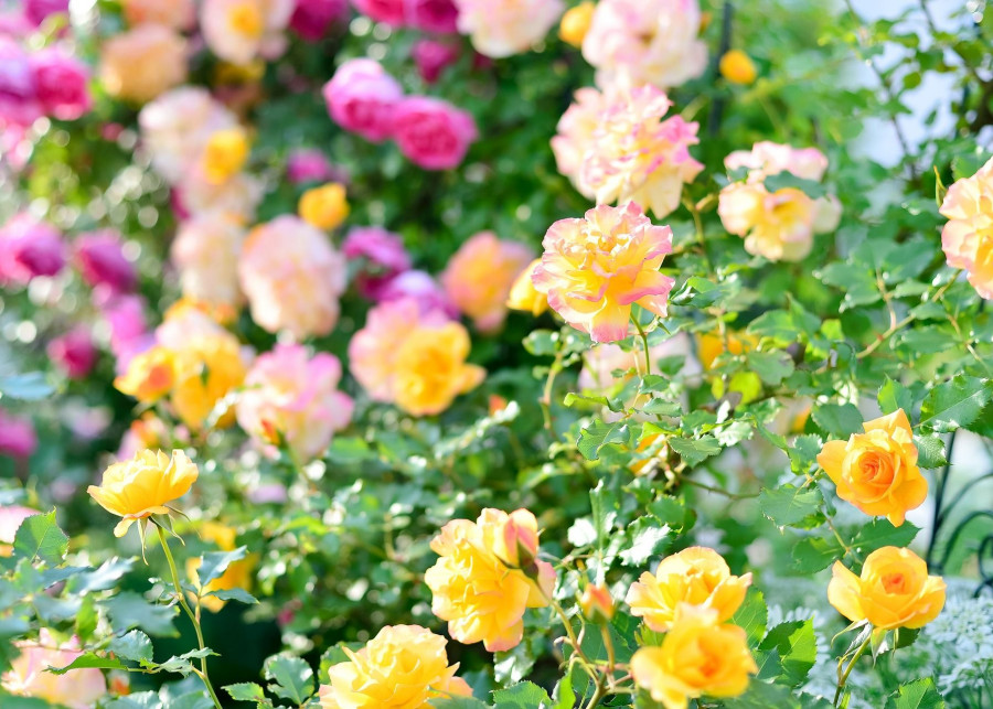 Róże w ogrodzie fot. shell_ghostcage - Pixabay