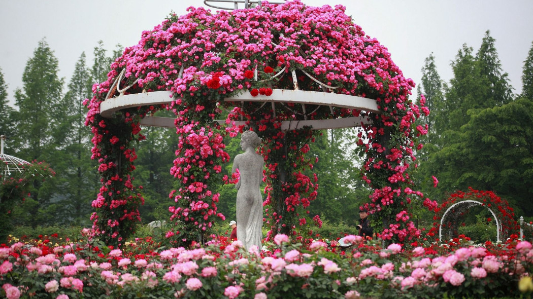 Rosarium w ogrodzie fot. dae jeung kim - Pixabay