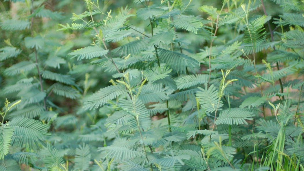 Akacja srebrzysta Acacia dealbata mloda roslina