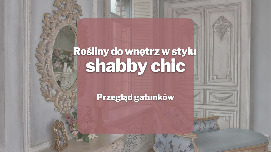 Rosliny do wnetrz w stylu shabby chic