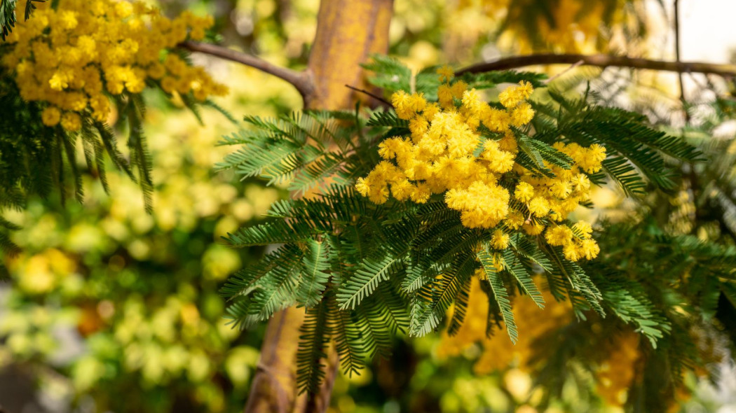 Akacja srebrzysta Acacia dealbata