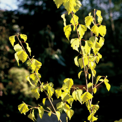 Brzoza brodawkowata 'Golden Cloud'