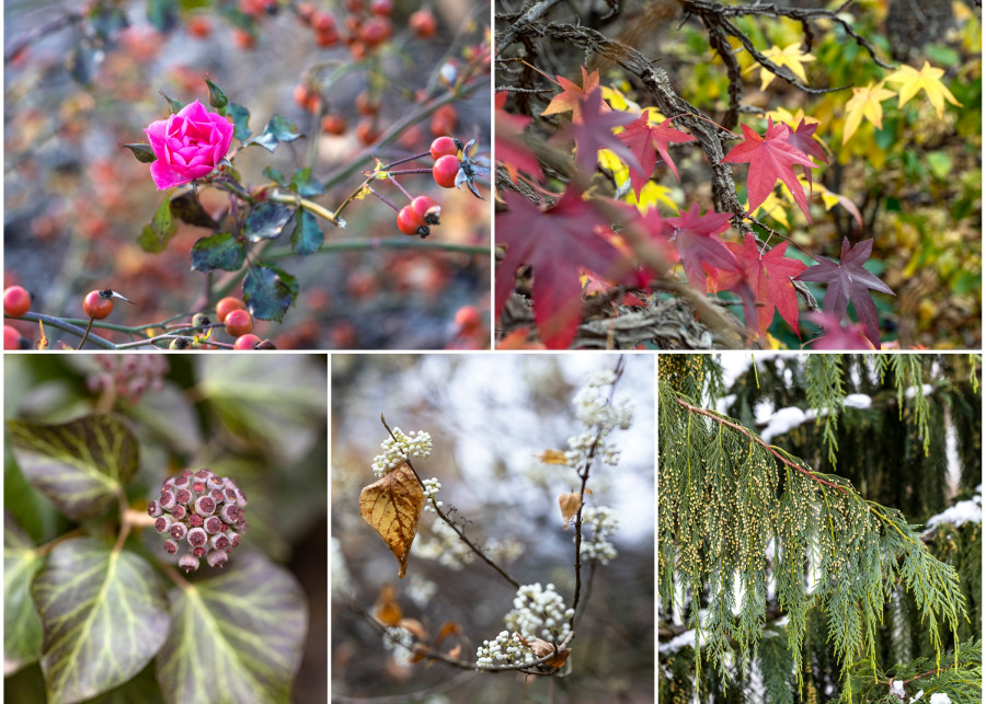 rośliny efektowne późną jesienią - gwiazdy listopada i grudnia