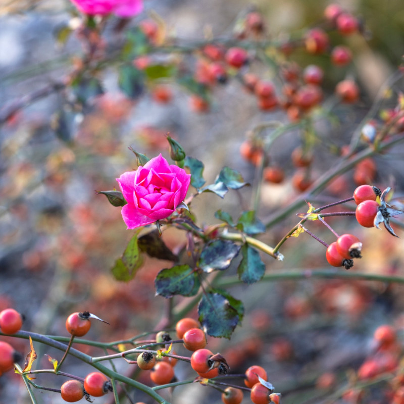 rośliny efektowne późną jesienią - róża Rosa Jarocin