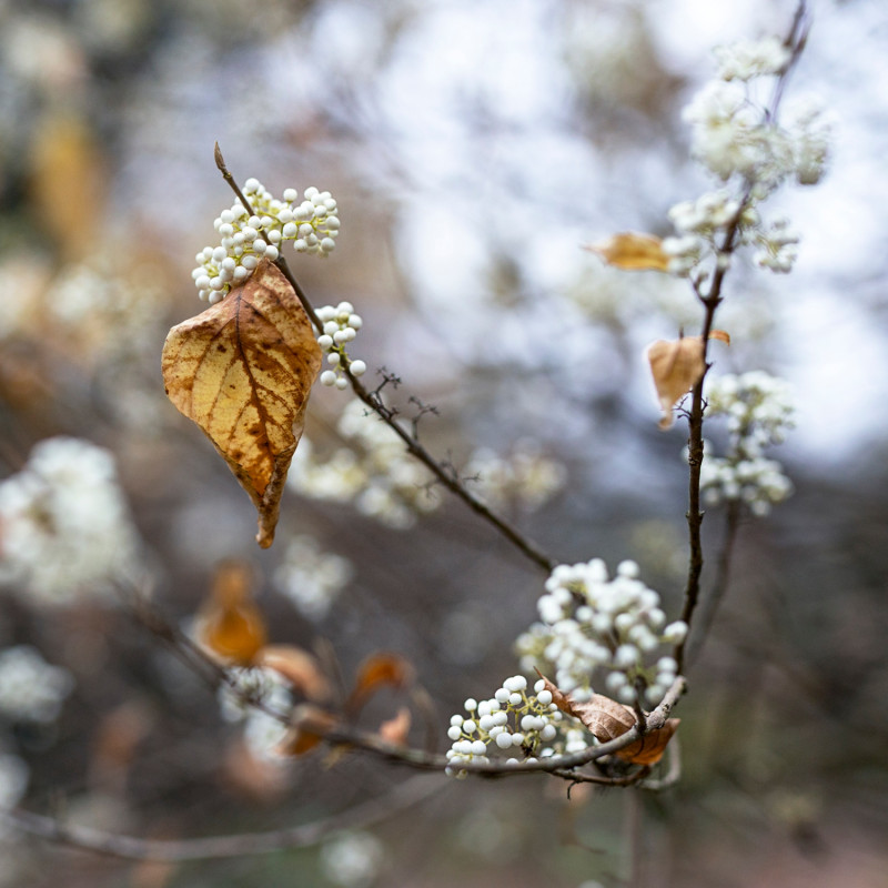 rośliny efektowne późną jesienią - pięknotka japońska Callicarpa japonica Leucocarpa