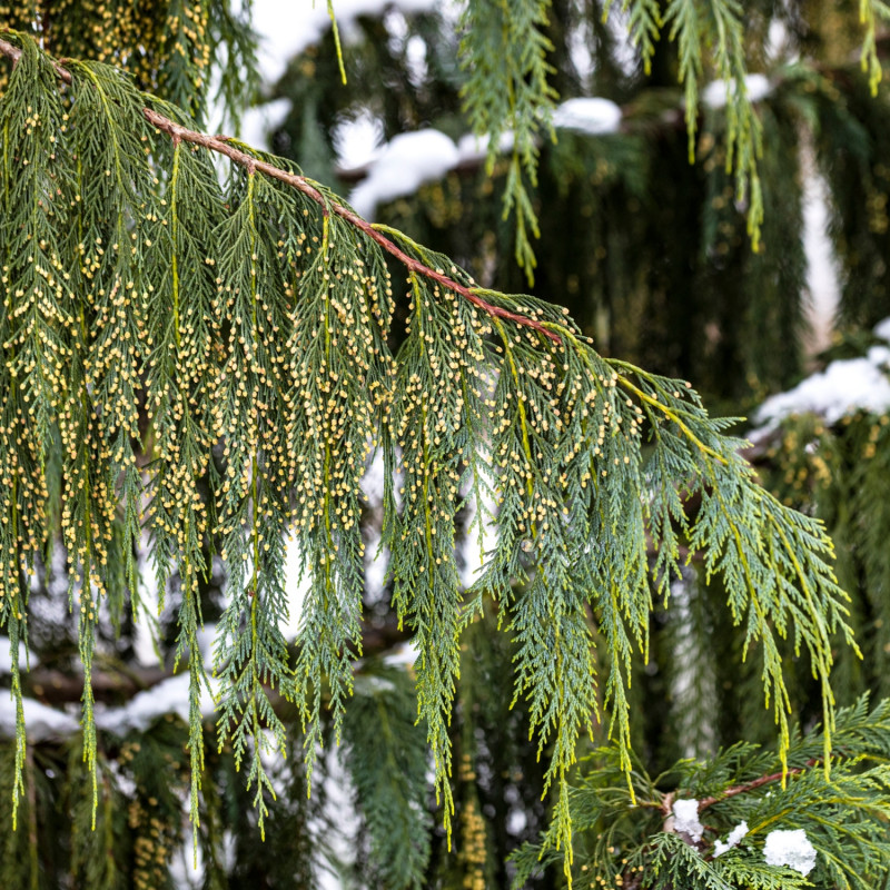 rośliny efektowne późną jesienią - cyprysik nutkajski Chamaecyparis nootkatensis Pendula