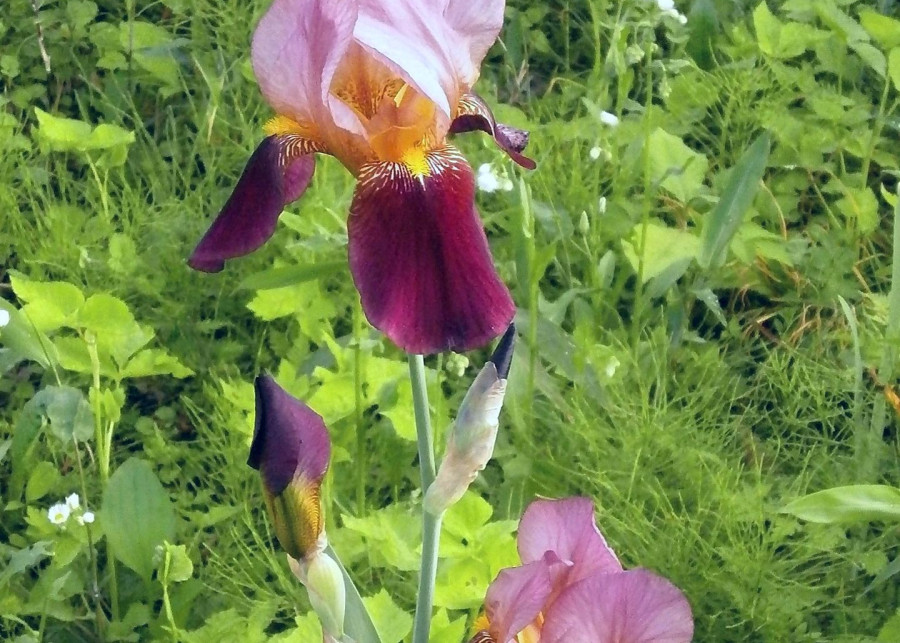 Kosaciec iris germanica niemiecki