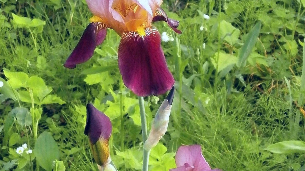 Kosaciec iris germanica niemiecki