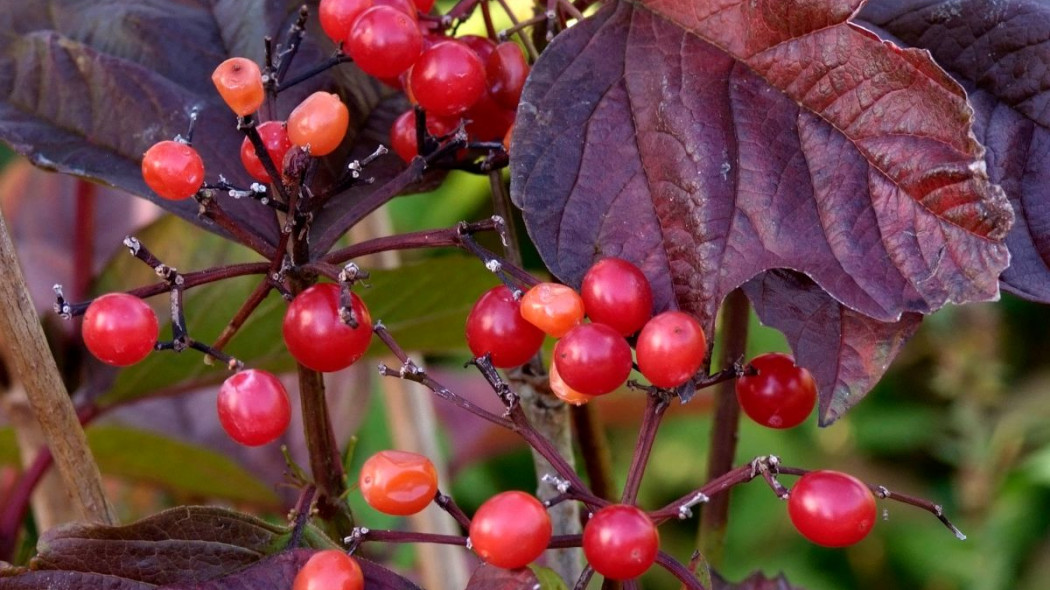 Kalina amerykanska Viburnum trilobum, fot. iVerde