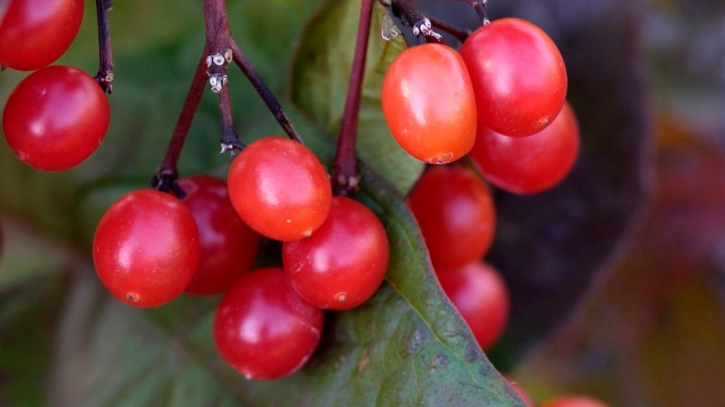 Kalina amerykanska Viburnum trilobum, fot. iVerde