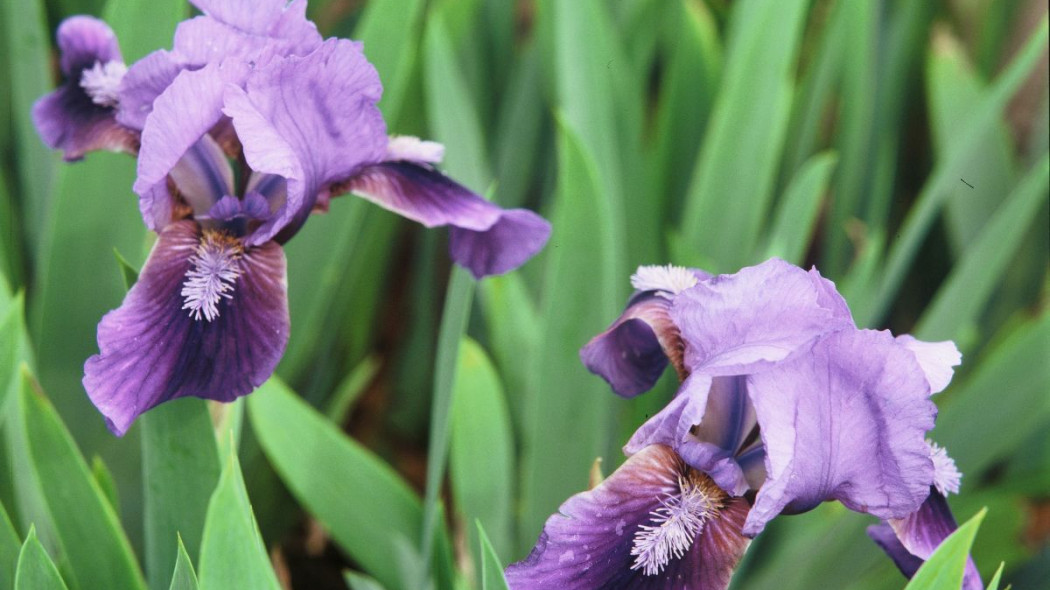 Iris Pumila Brannigan