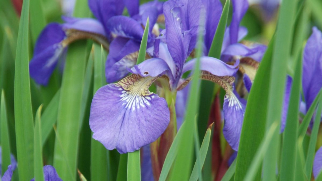 Kosaciec syberyjski Iris sibirica