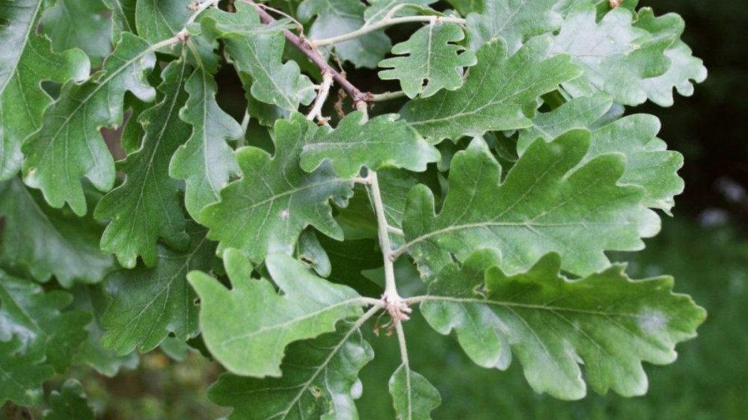 Quercus pubescens liscie