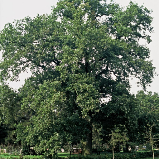 Dąb szypułkowy