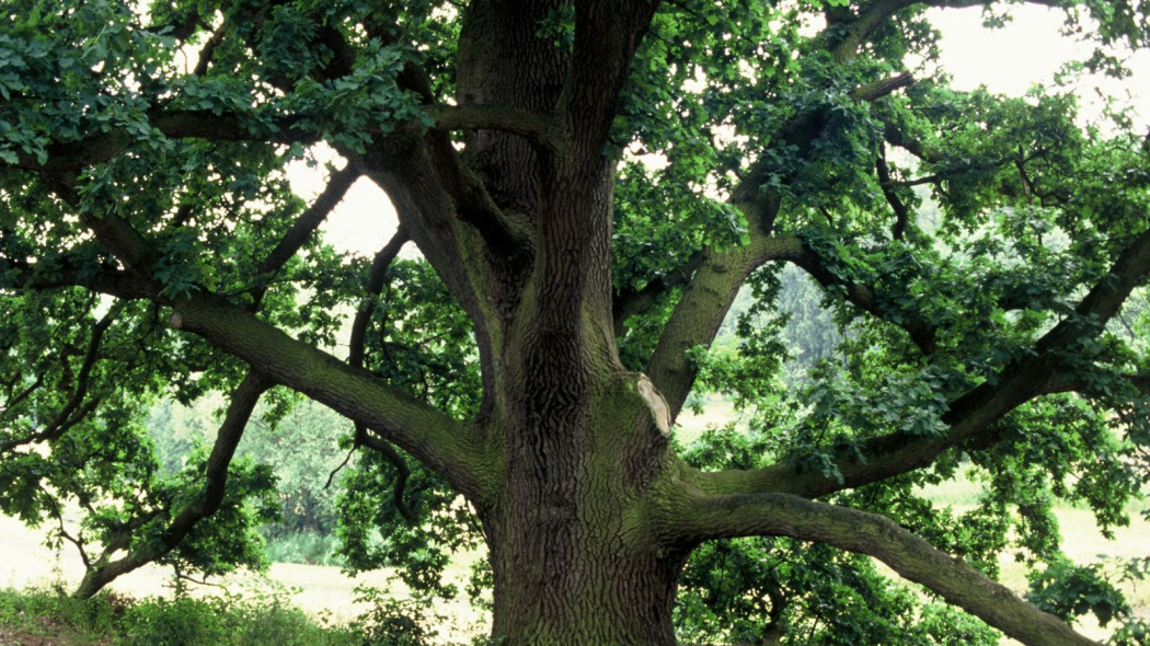 Dab szypulkowy Quercus robur