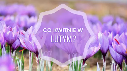 Kwiaty przedwiośnia: co kwitnie w lutym? Lista roślin