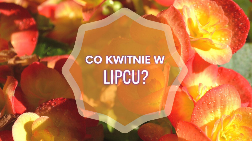 Co kwitnie w lipcu?