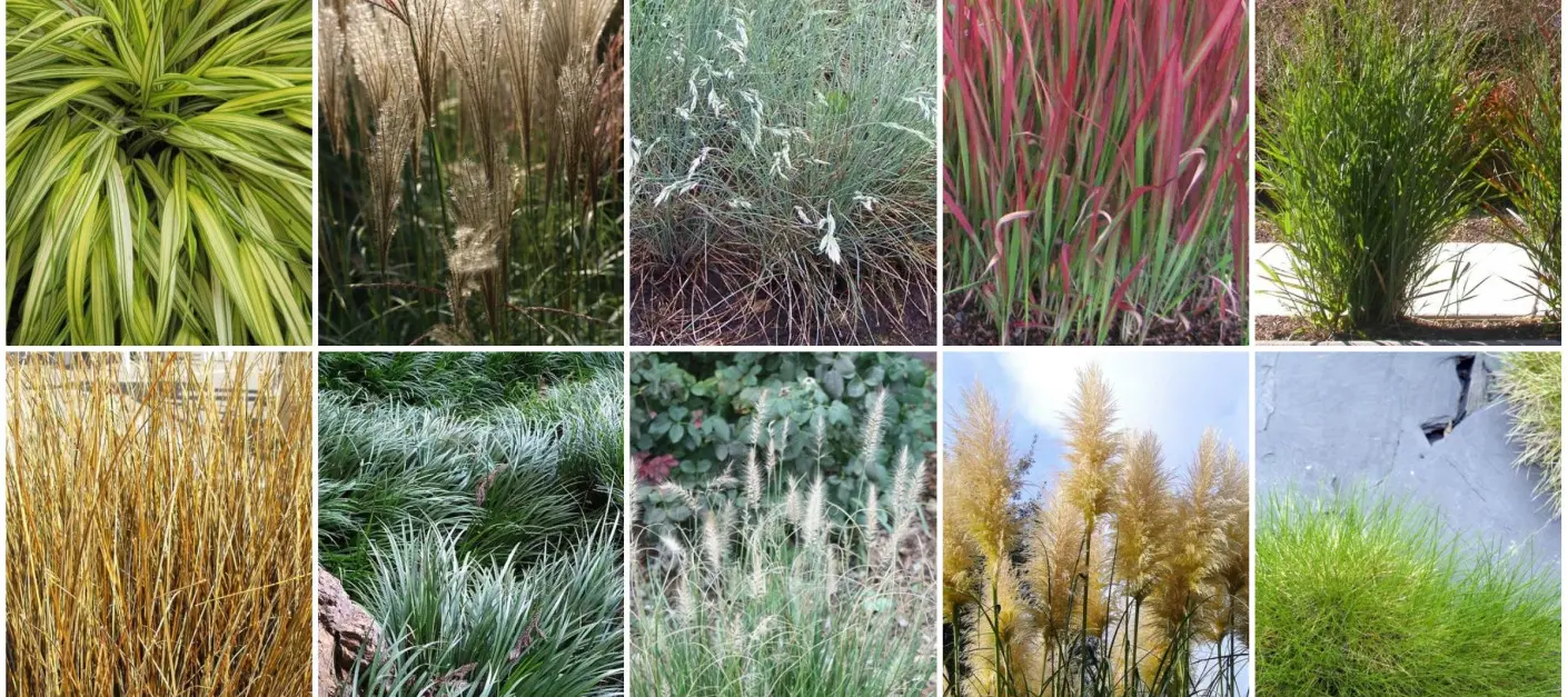 TOP 10 najpopularniejszych gatunków traw ozdobnych do ogrodu