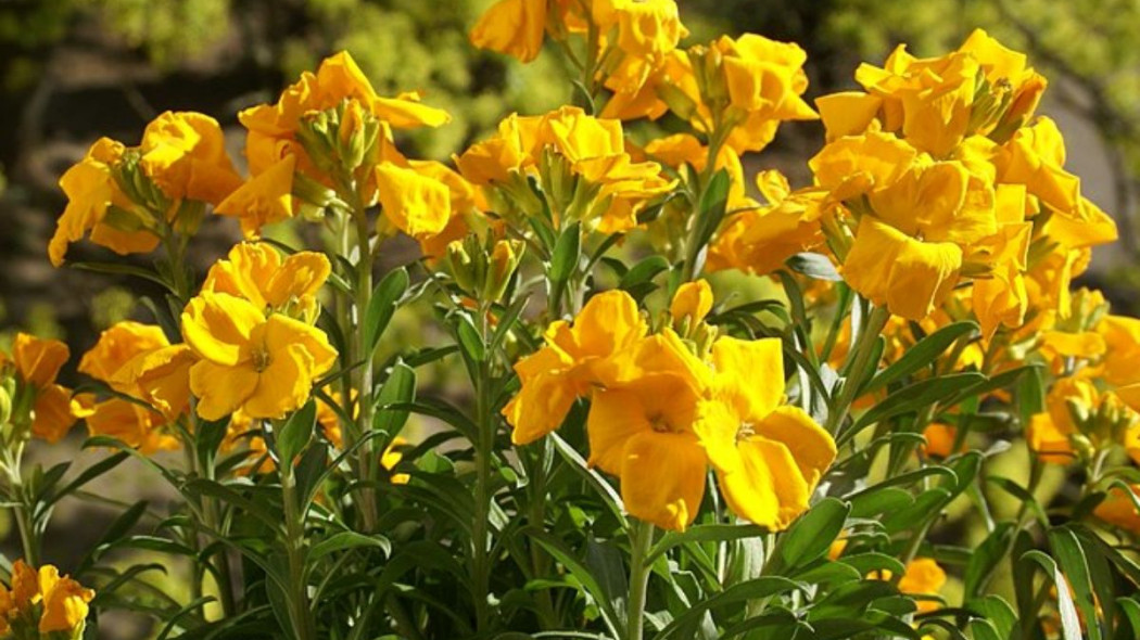 Lak wonny pachnacy Erysimum cheiri