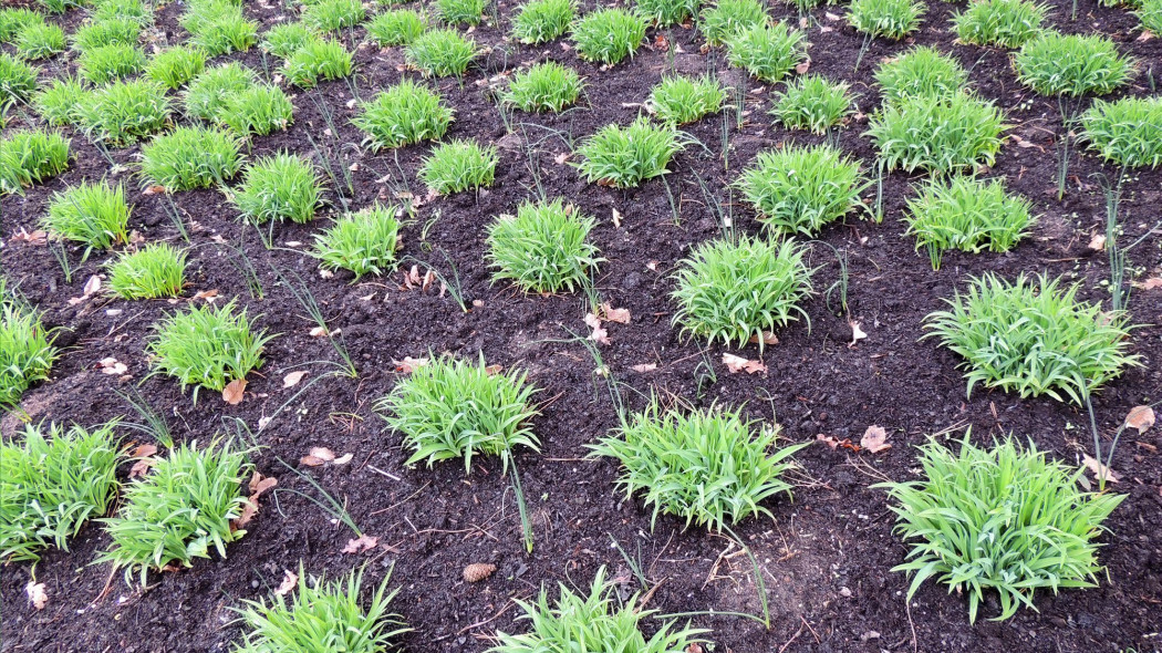 Rozmnażanie liliowców krok po kroku