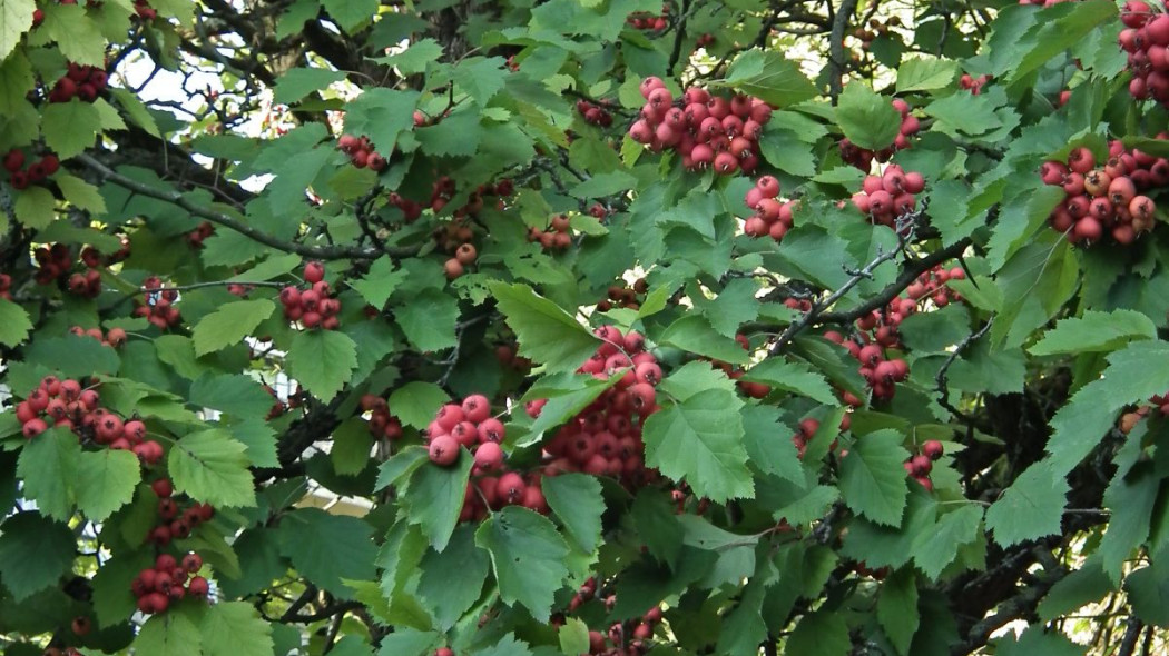 Glog szkarlatny Crataegus coccinea